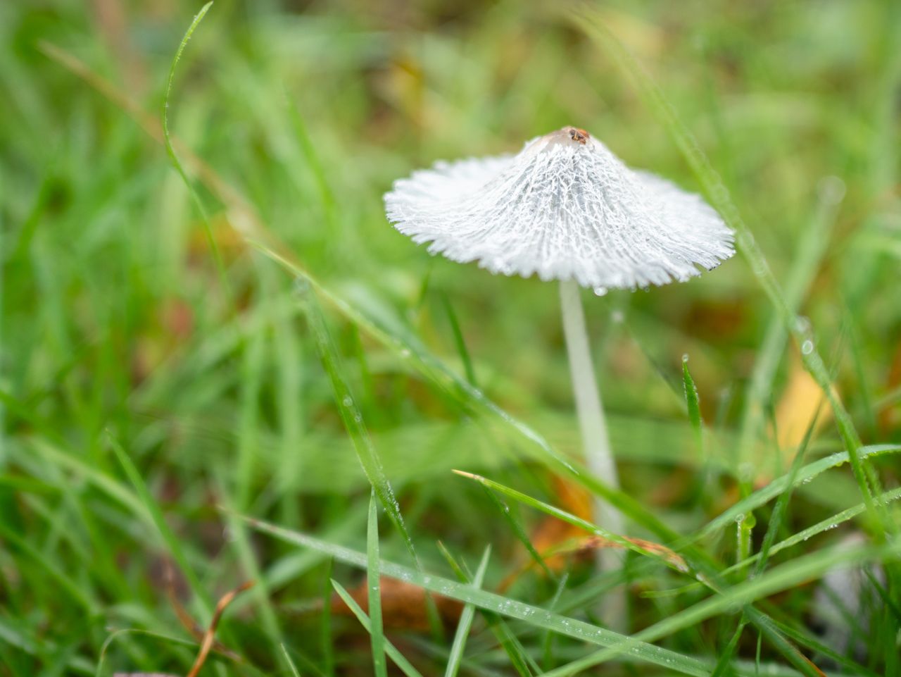 Photo of fungi taken with the Panasonic 15mm f1.7 Leica Summilux DG ASPH and Panasonic Lumix GH7.