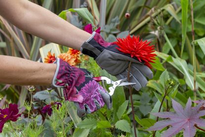 pretty garden tools Gloves cutting flowers