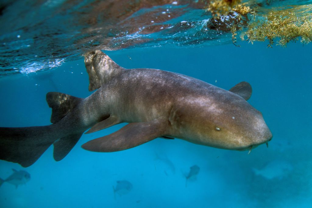 A Nurse Shark (Ginglymostoma cirratum) is seen at the Hol Chan Marine Reserve coral reef in the outskirts of San Pedro village, in Ambergris Cay, Belize, on June 7, 2018. 