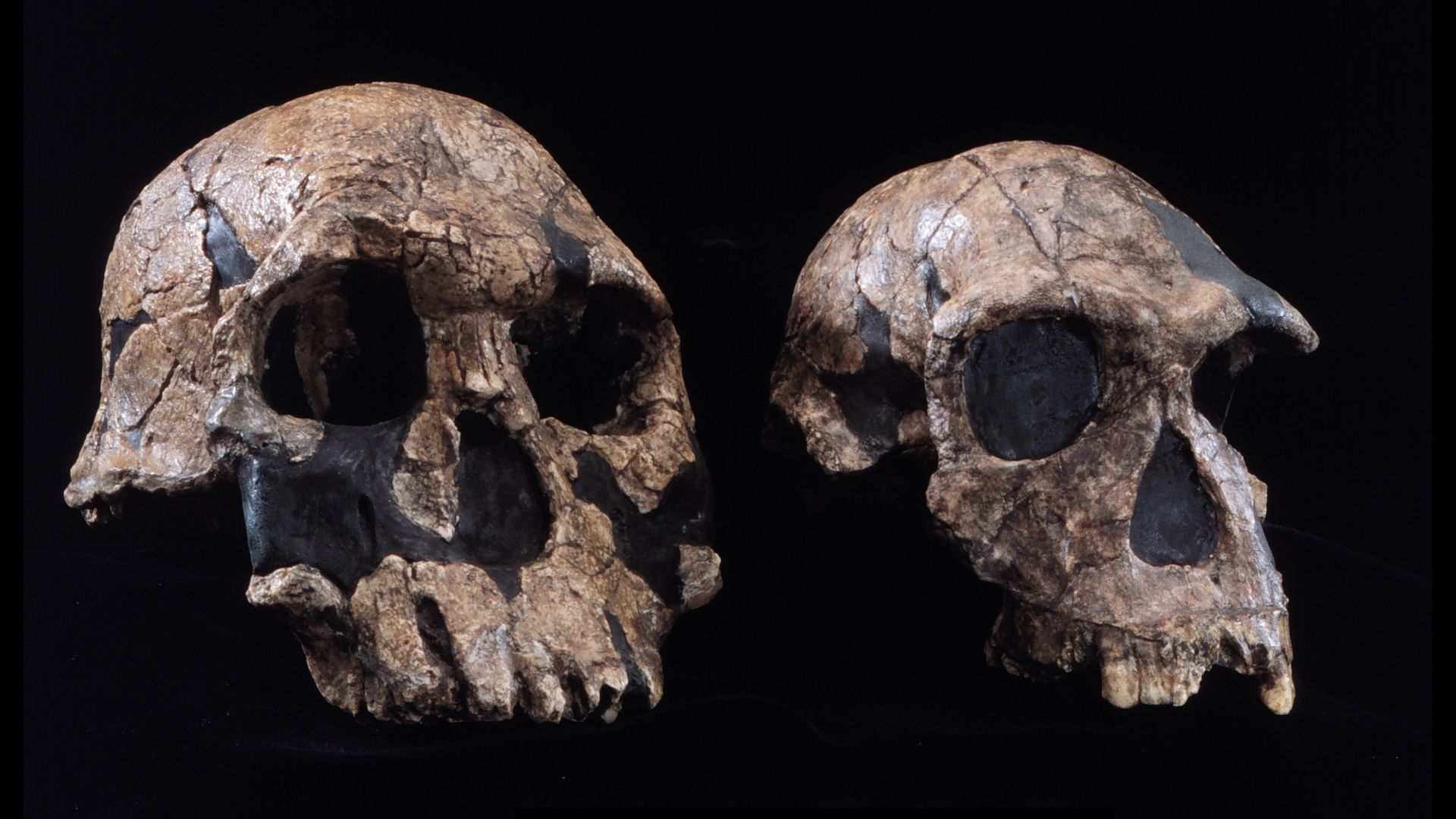 What was the first human species? Live Science