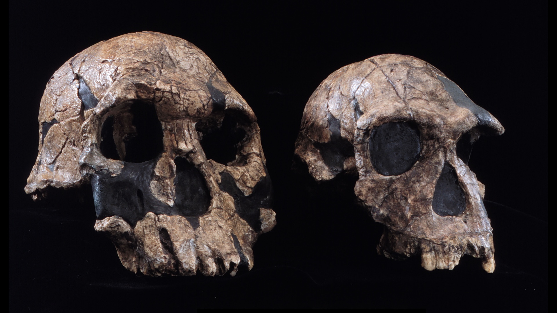 two human-like skulls against a black backgrond