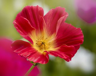 Californian poppy flower 'Thai Silk Formula Mixture'