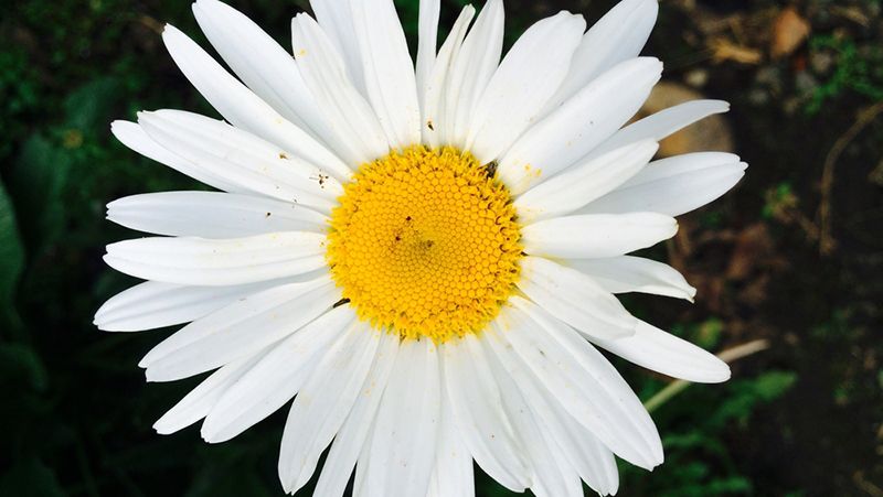 Daisy flower photo