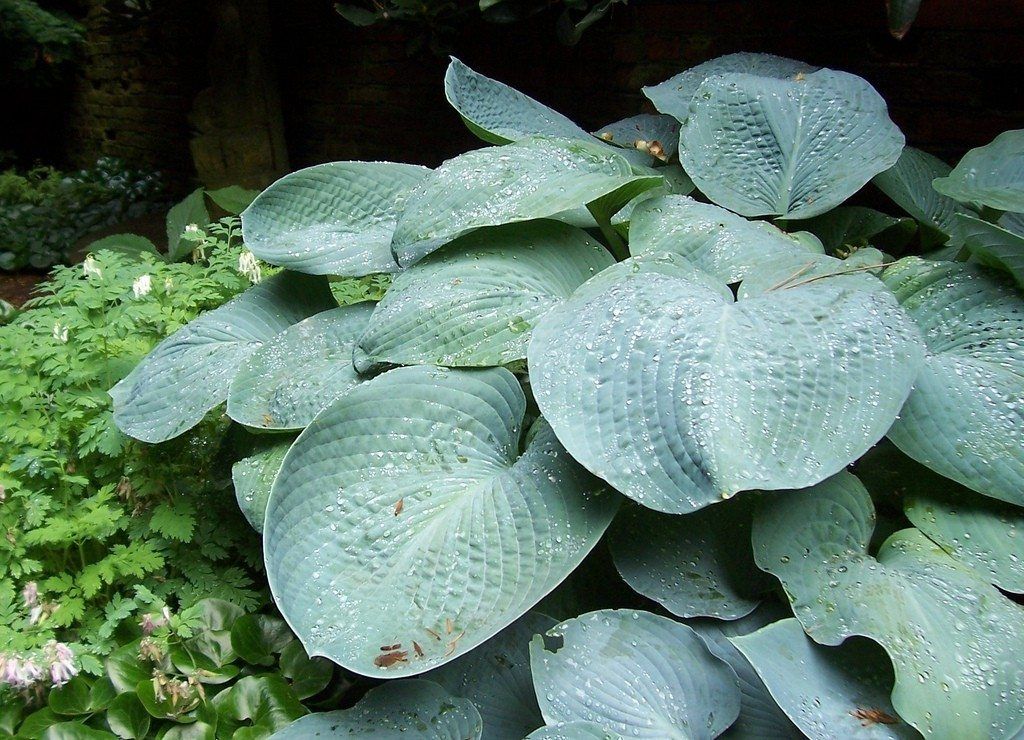 Tips On Choosing Flowering Perennials For Shade Gardening Know How Tips On Choosing Flowering Perennials For Shade Gardening Know How