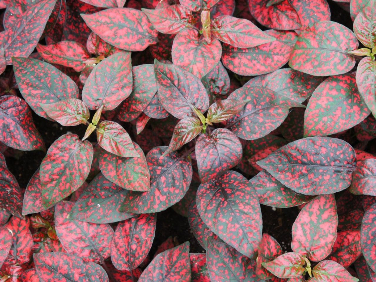 Red Polka Dot Plants