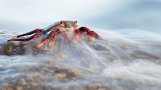 A red crab perches on a rock as wave washes over it.