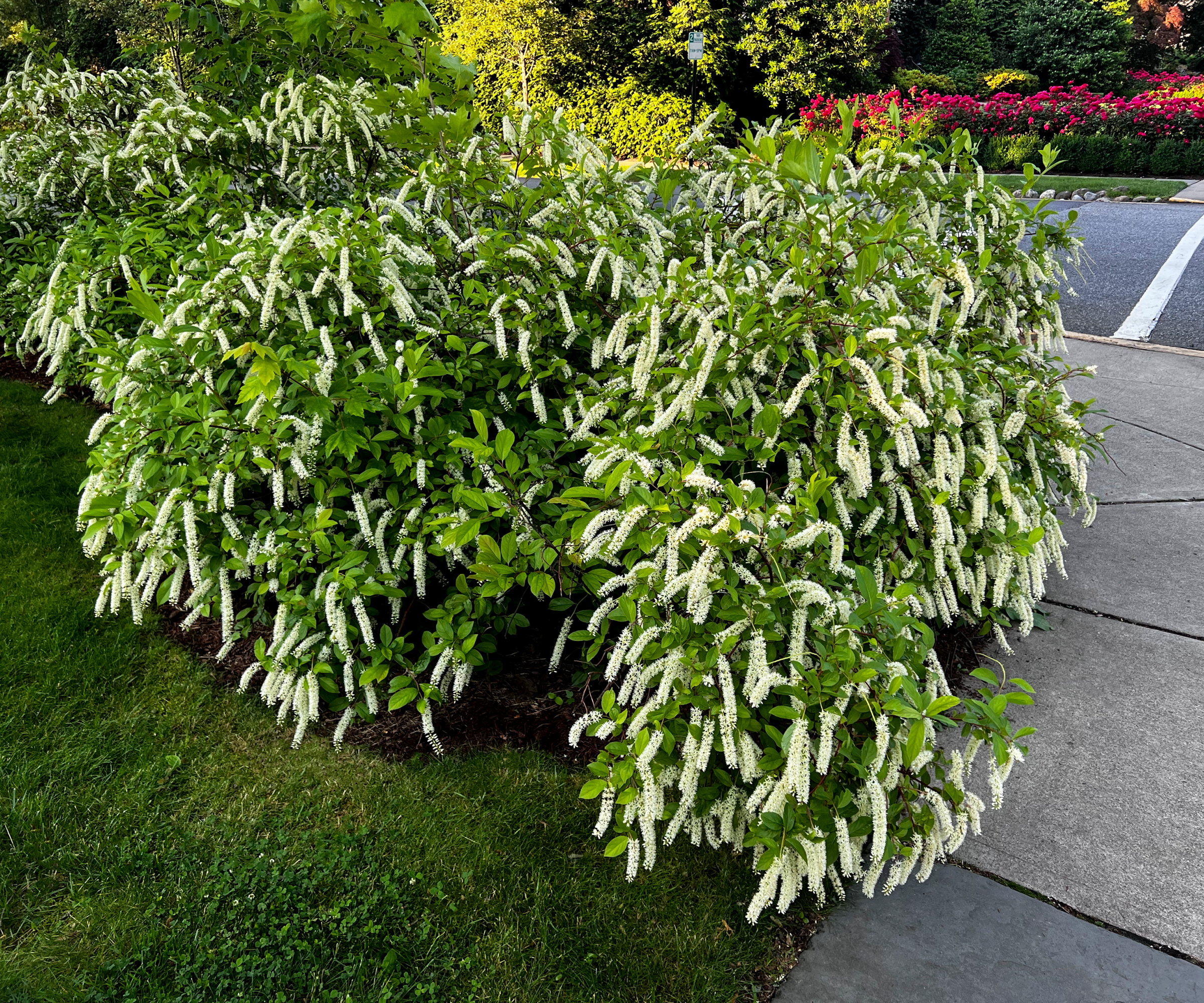 A large virginia sweetspire shrub flowering in a landscaping situation