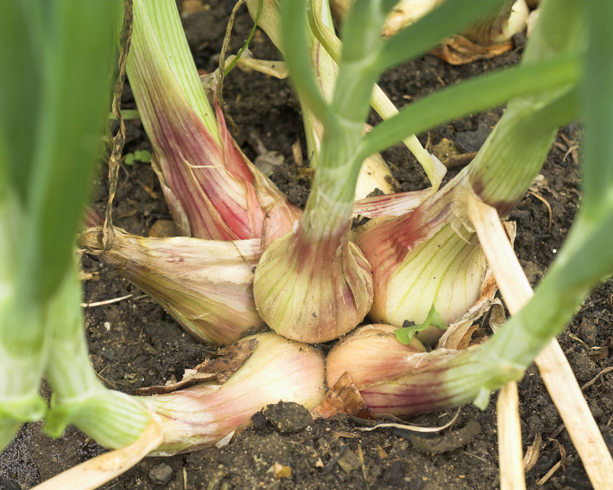 Shallots red variety growing in small vegetable plot