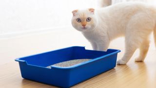Scottish fold cat by litter tray