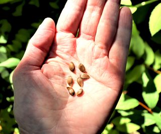 apple seeds in hand ready to be planted