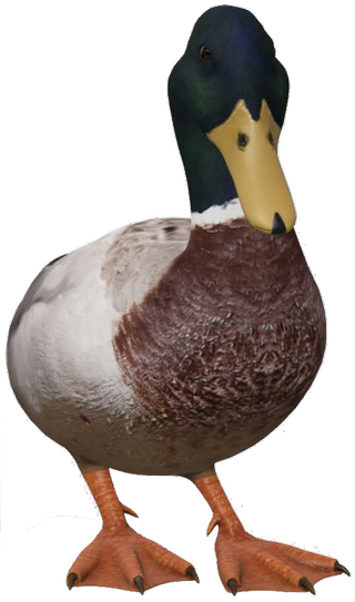 Duck Google Search 3D model
