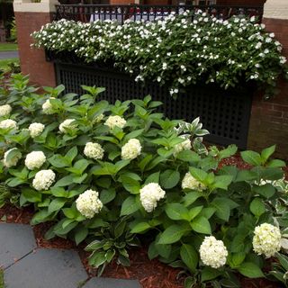 White hydrangeas planted in a border alongside the exterior of a house
