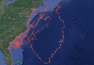 Mary Lee, a great white shark tagged in Cape Cod in 2012, has swum all over the Eastern seaboard and over to Bermuda.