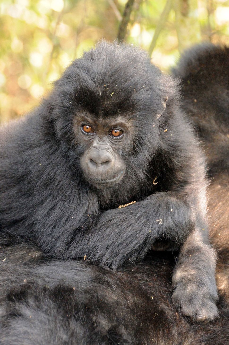 Band of Gorillas Makes Comeback in Congo | Live Science