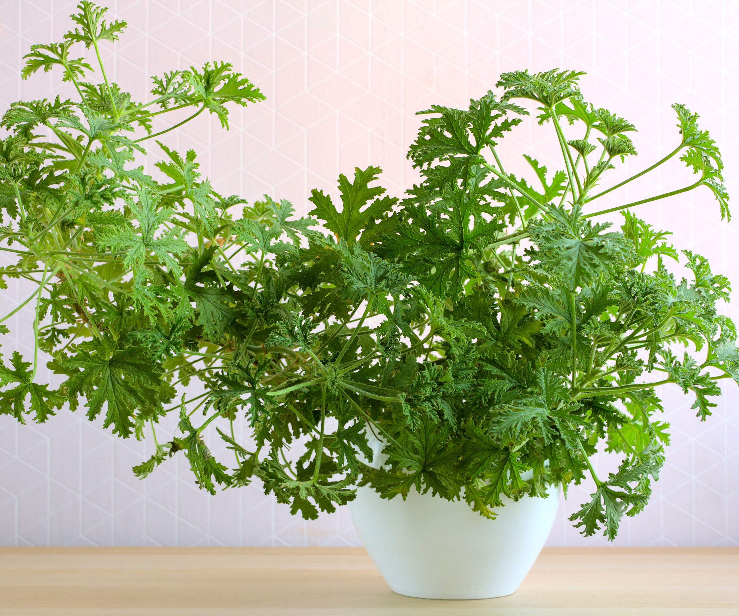 scented pelargonium plant in white pot on wooden surface