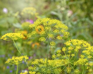 Dill flowers growing in the garden