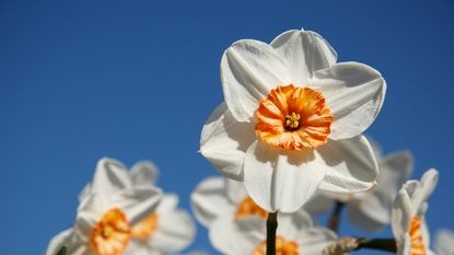 Daffodils in the sun next to blue sky