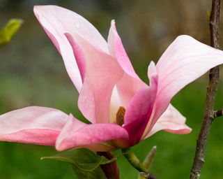 close up of the pink flower of a Magnolia 'Daybreak'