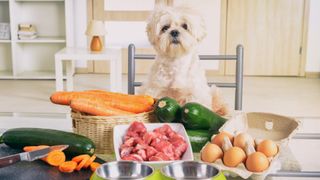 Dog looking at ingredients for homemade puppy food