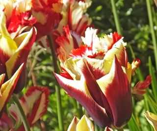 Tulip blooms in red and yellow