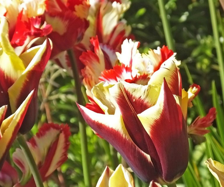 How and when to deadhead tulips for better flowers next year