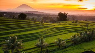 Rice terraces on Bali Island