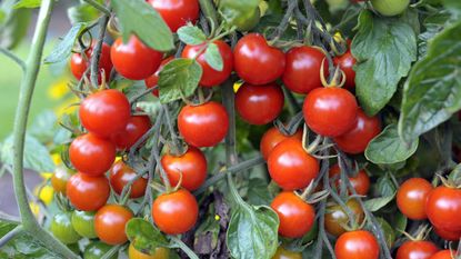 Lots of fruits growing on a determinate tomato plant