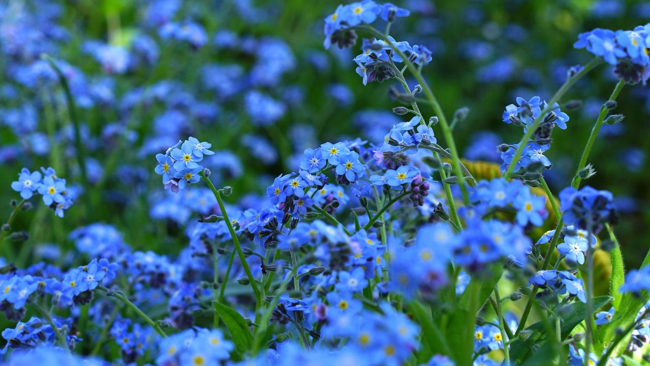 The one thing you must know about forget-me-nots | Gardeningetc