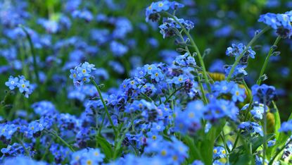 Forget-me-nots