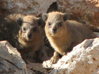 Two rock hyraxes