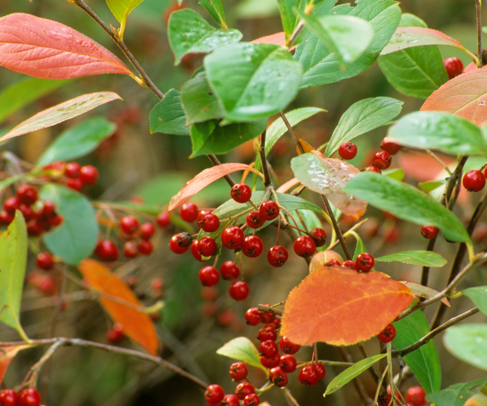 Native Fall The One Native Plant to Add This September for Fall Color | Gardening ...