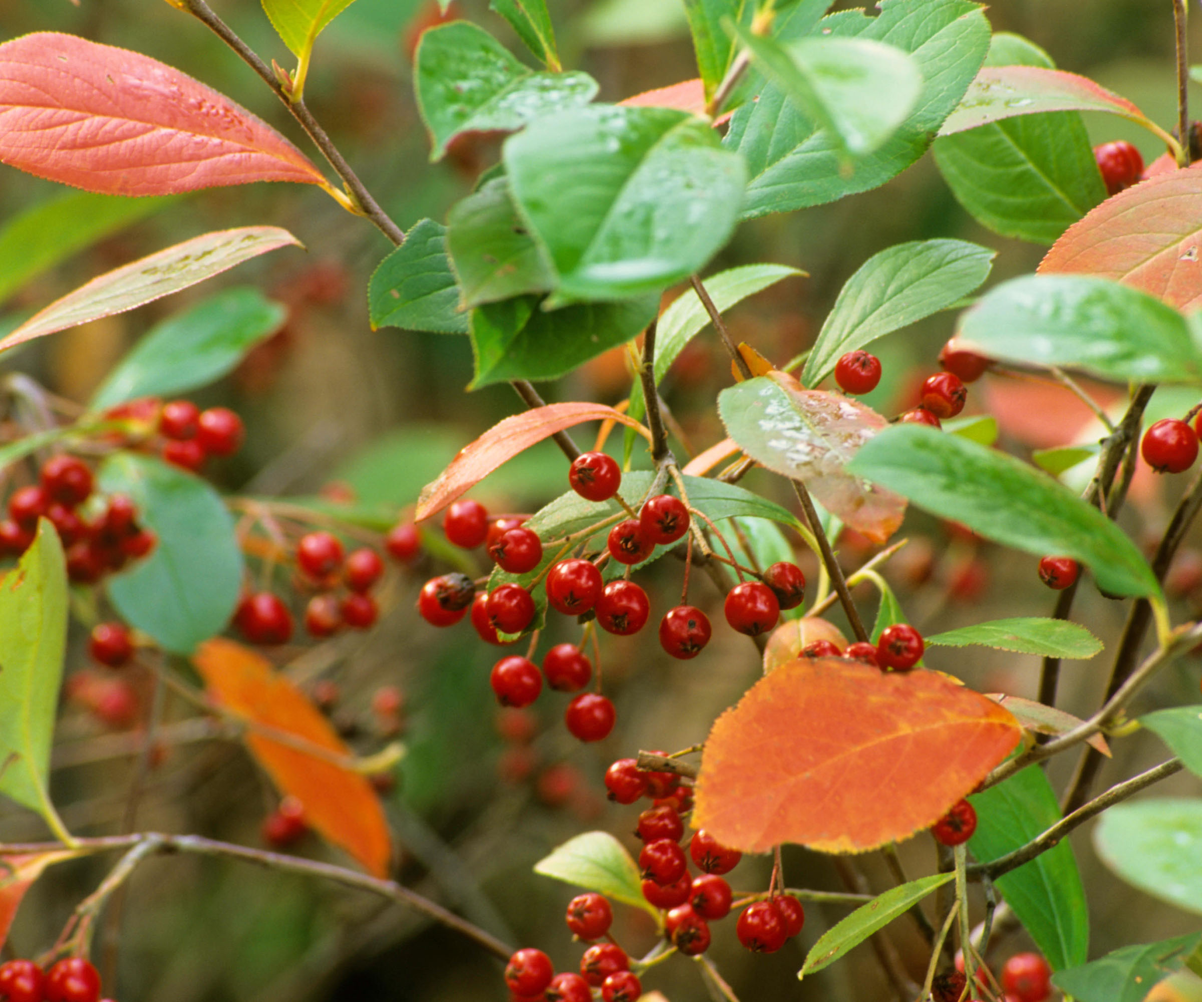 Red chokeberry