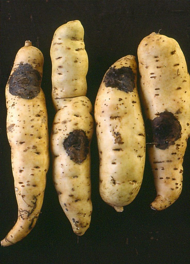 Black Rot Of Sweet Potatoes: How To Control Black Rot On Sweet Potato ...