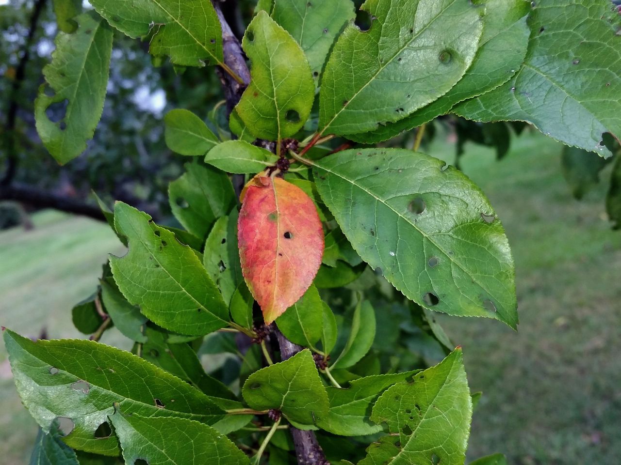 Green Leaved Plum Tree With A Single Red Leaf