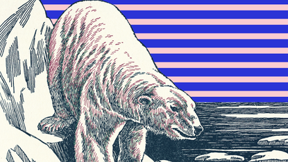 Walrus, Line art, Illustration, Organism, Marine mammal, Printmaking, Adaptation, Drawing, Art, Coloring book, 