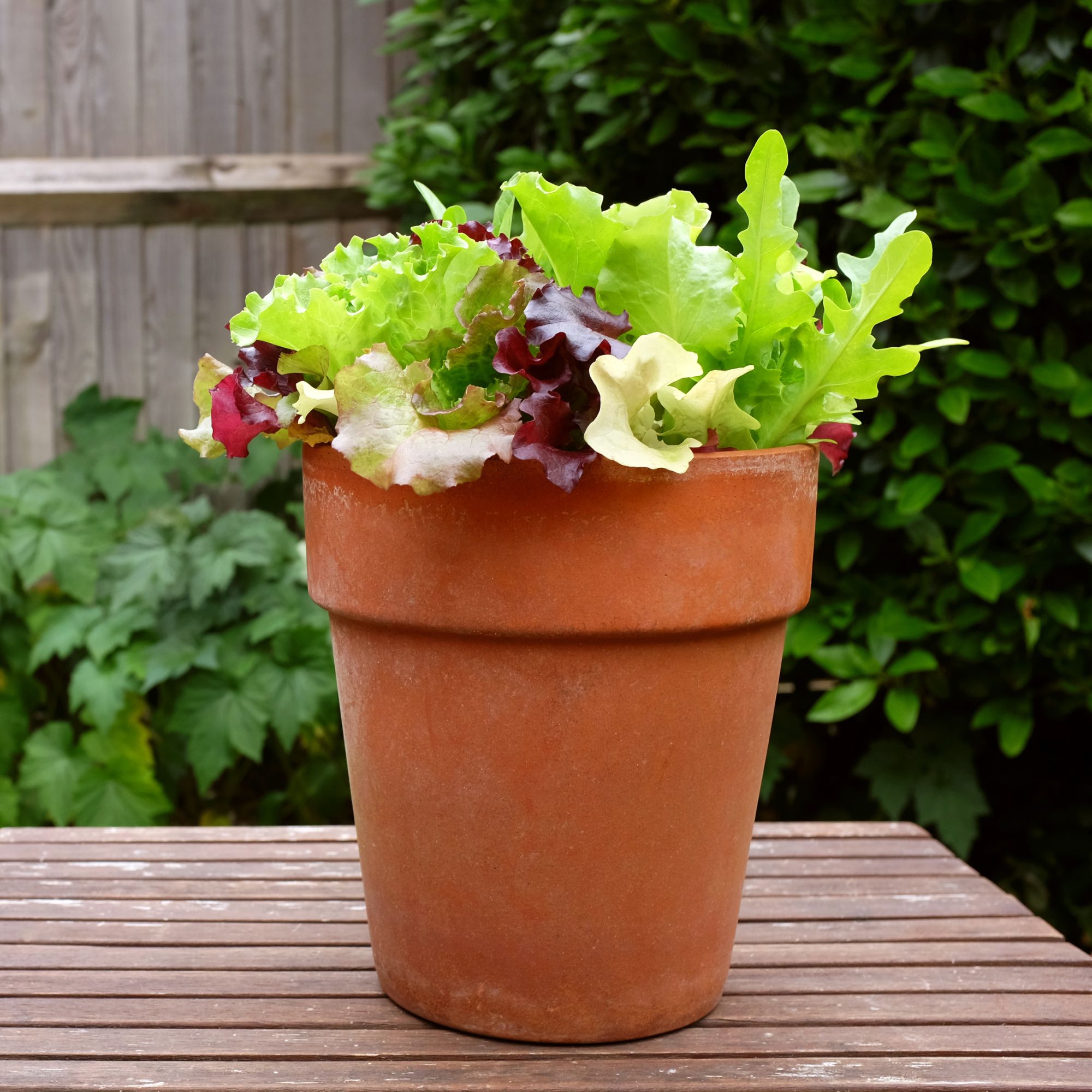 Salad leaves growing in terracotta pot on table