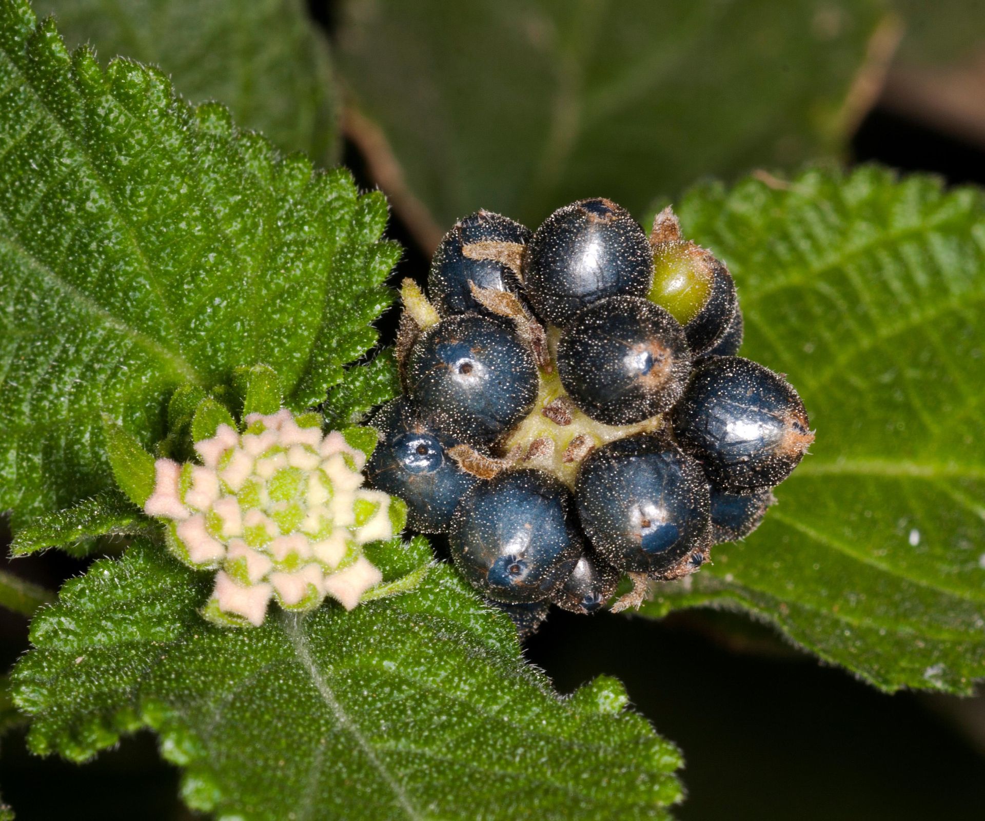 How to deadhead lantana: expert tips for blooming plants | Homes and ...