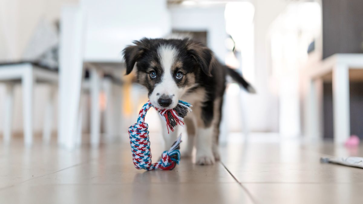 Puppy with chew toy in mouth