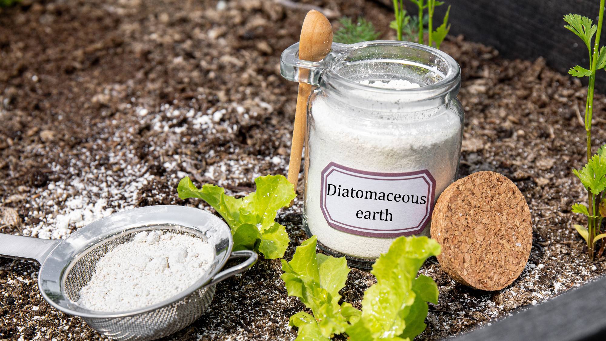 A jar full of white powder labelled diatomaceous earth next to a sieve of powder and three lettuce seedlings