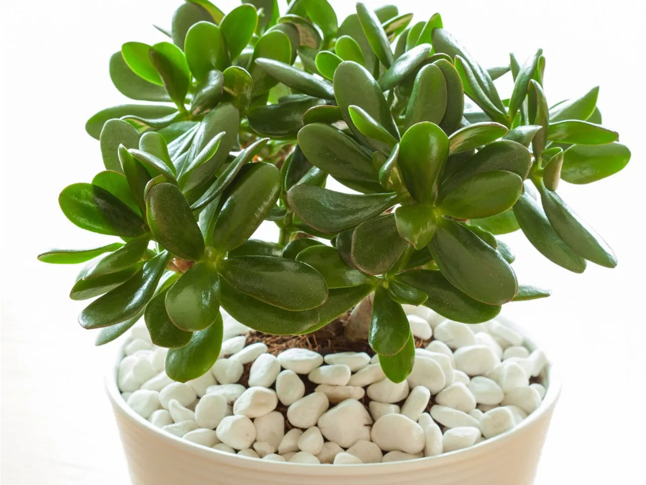 How To Care For Jade Plant (Crassula ovata)