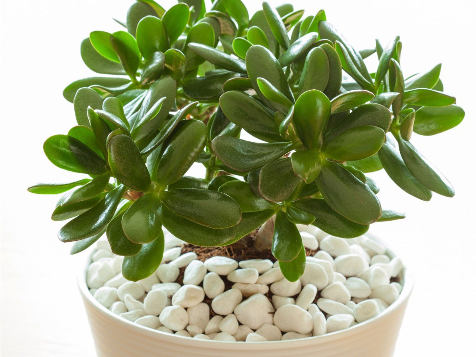 Selecting the Ideal Location for Your Jade Plant