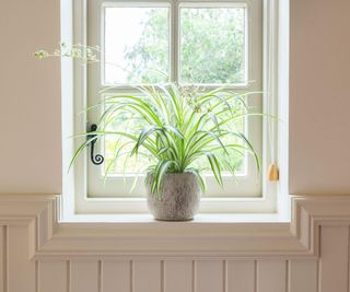 A spider plant on a window sill