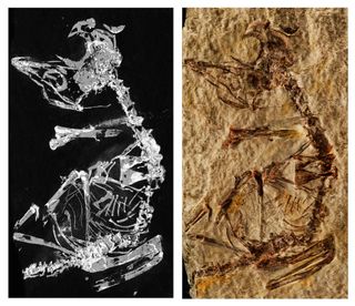 A phosphorous mapping image (left) next to a photo of the fossil (right).