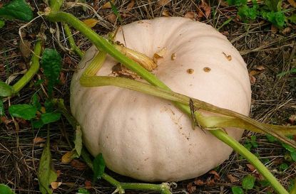 Single White Peanut Pumpkin