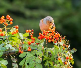 Foraging, wild rowan berries