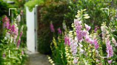 picture of pink and white foxgloves growing in garden