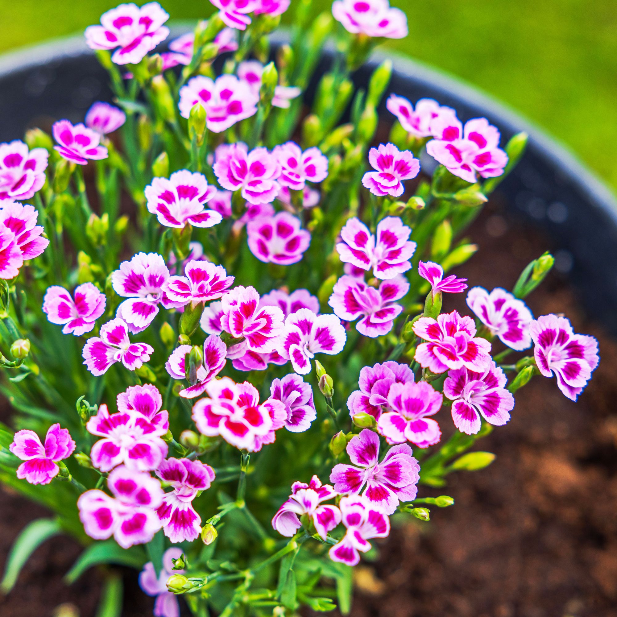 autumn planter with dianthus