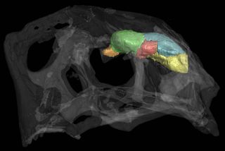 Dinosaur Brain Scan