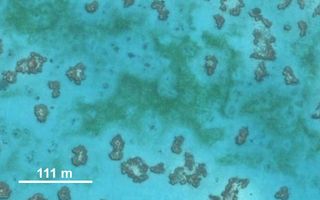 Researchers investigated coral reef halos in waters near Heron Island, in the southern part of the Great Barrier Reef.