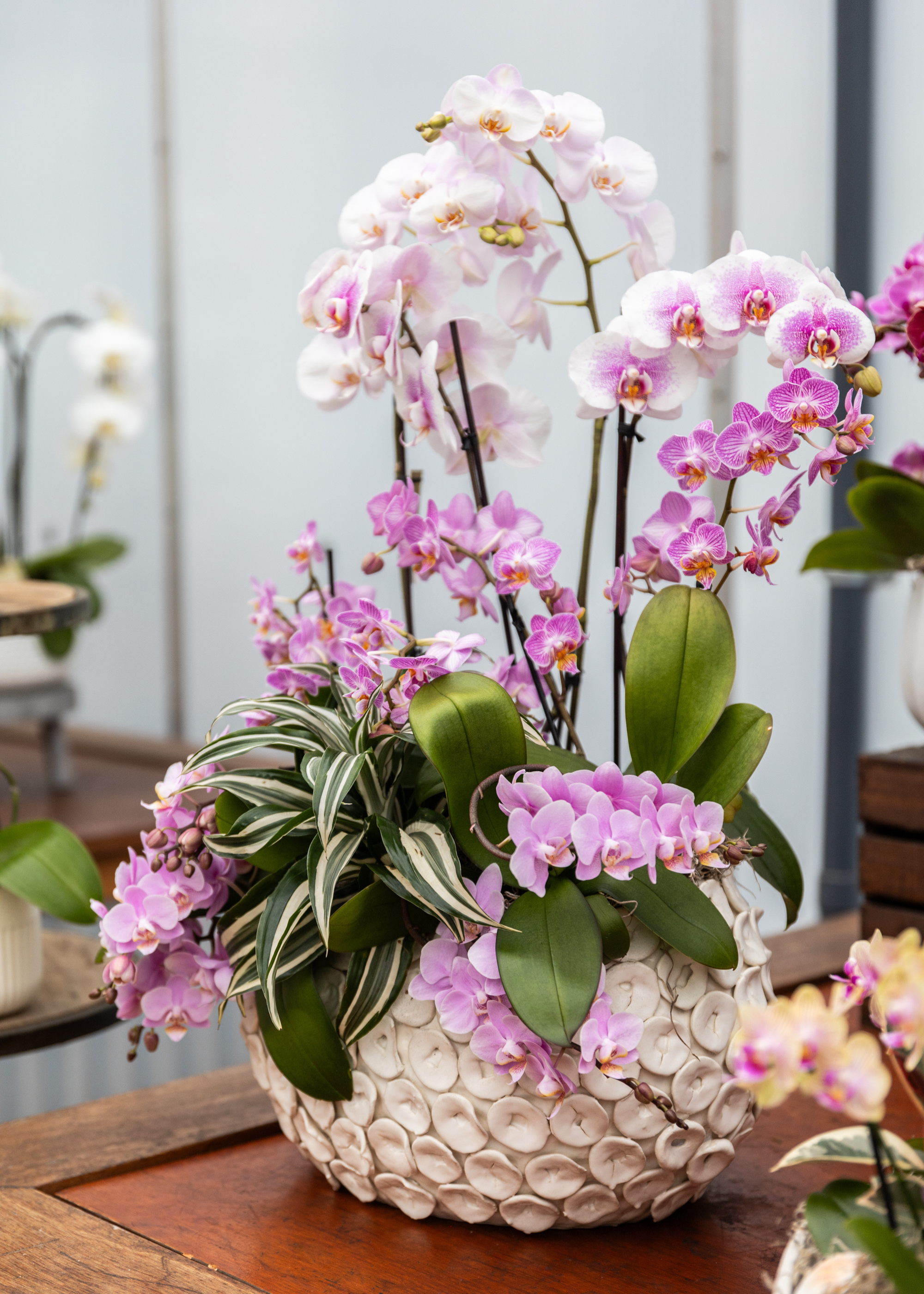 An arrangement of lilac orchid flowers in a textured pot